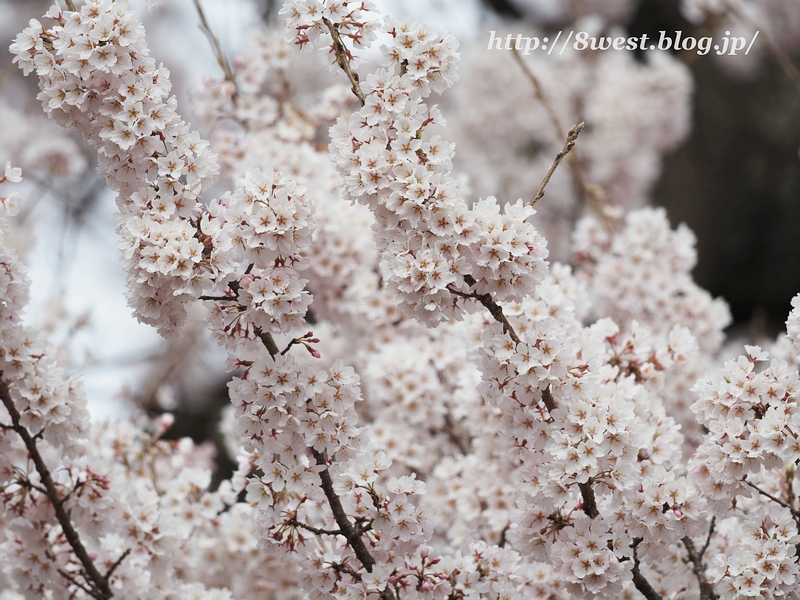 神代桜30