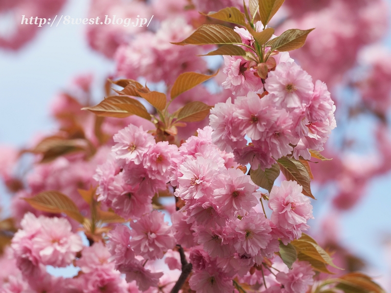 八重桜07