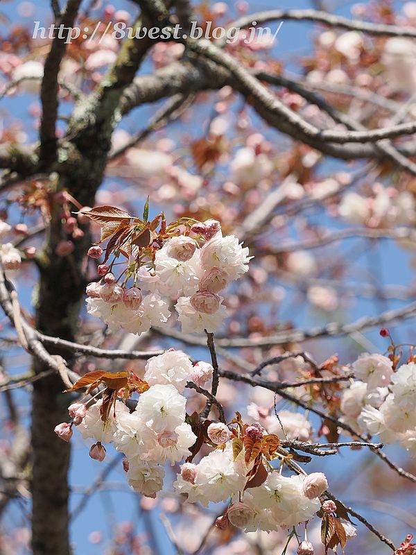 八重桜09