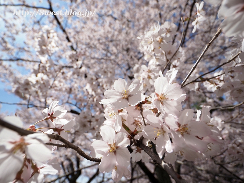 高遠小彼岸桜16