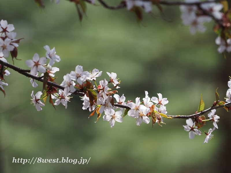 オオヤマザクラ3