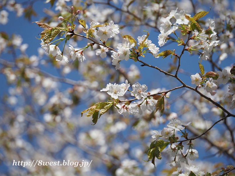 霞桜7