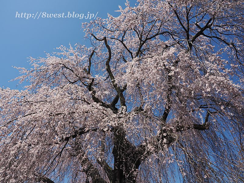 祖霊桜8