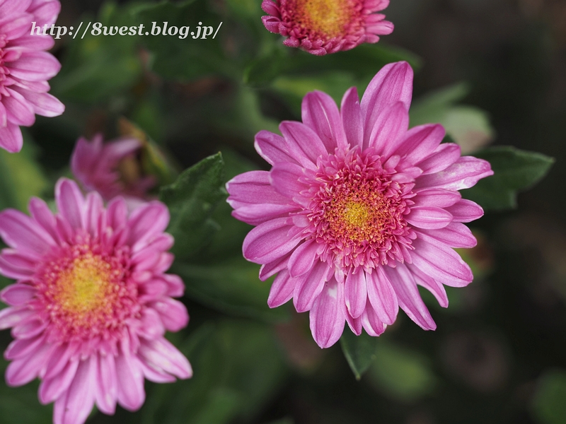 菊4