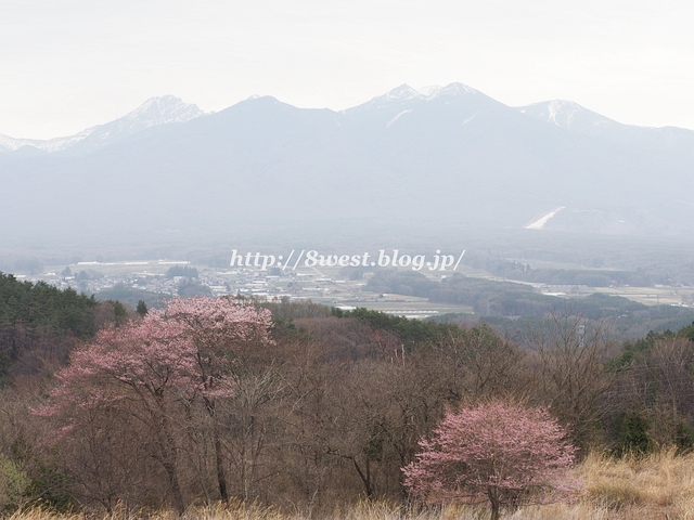 八ヶ岳と桜2