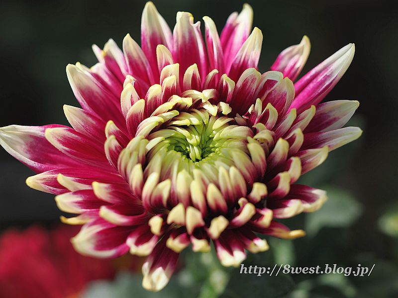 菊2