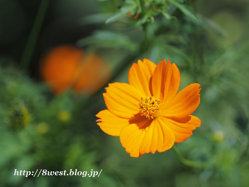 キバナコスモス1