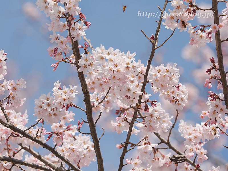 桜18