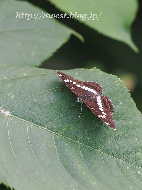 アサマイチモンジ1