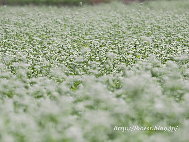 蕎麦畑