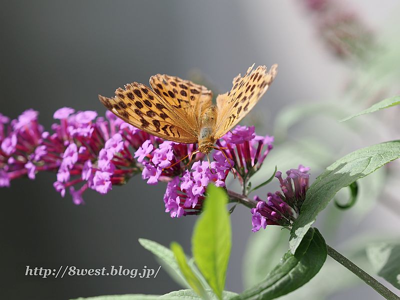 ミドリヒョウモン