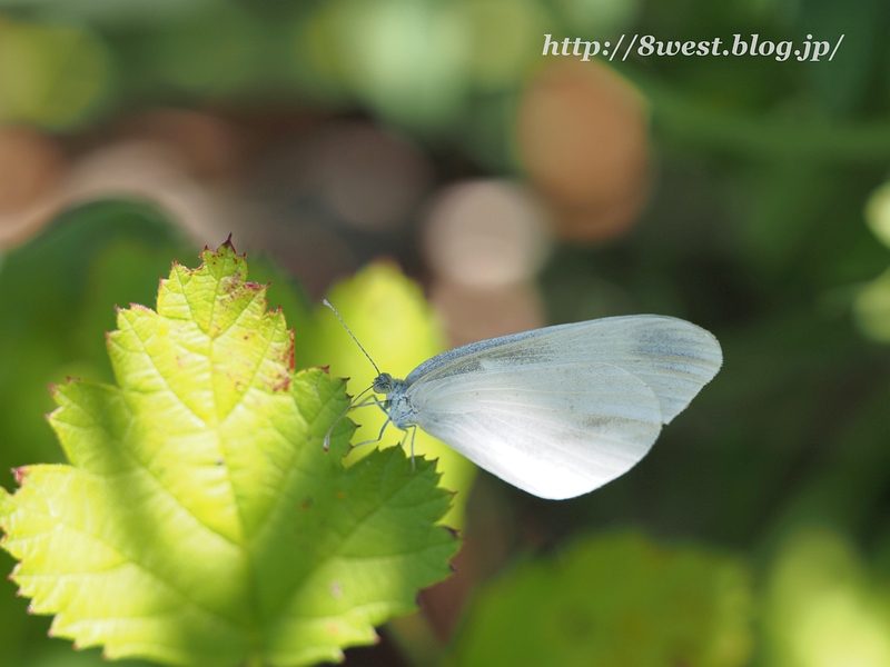 ヒメシロチョウ08