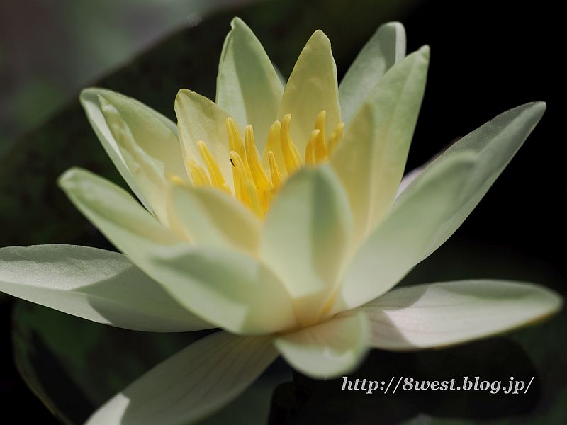 睡蓮27
