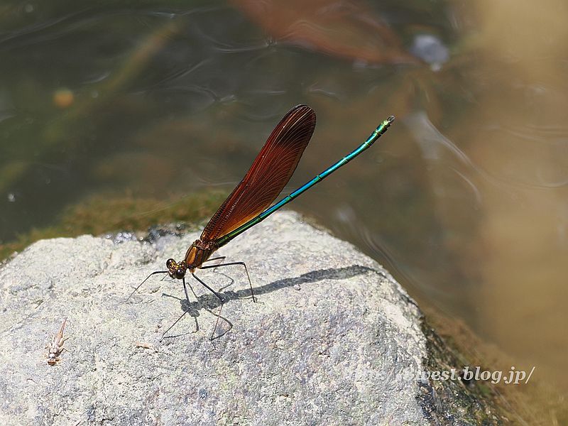 ミヤマカワトンボ13