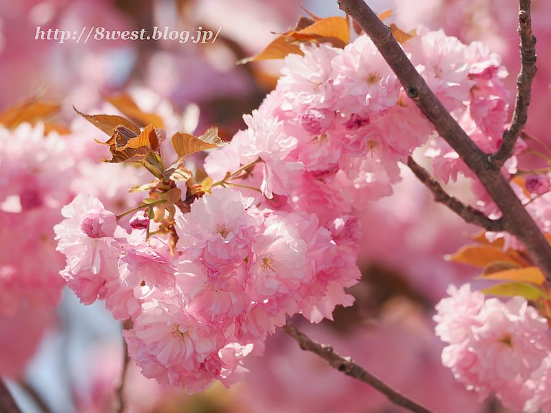 八重桜