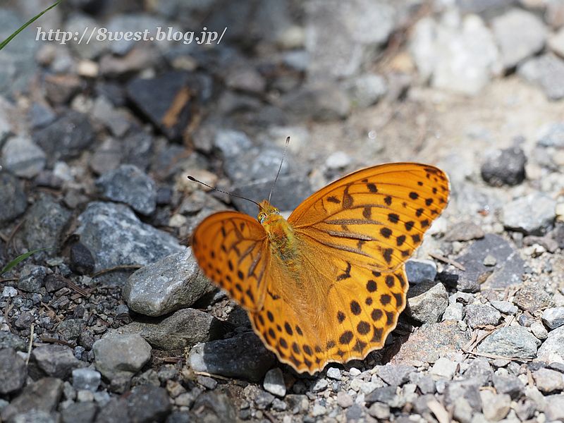 メスグロヒョウモン