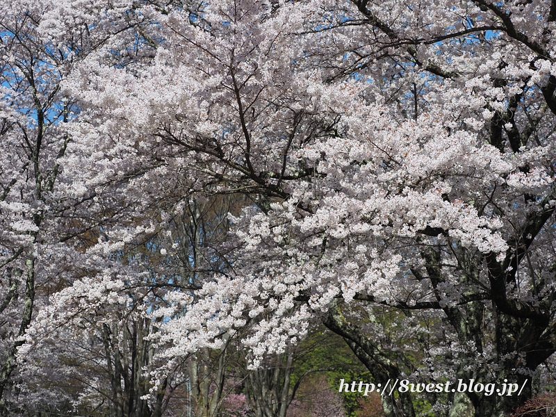 桜03
