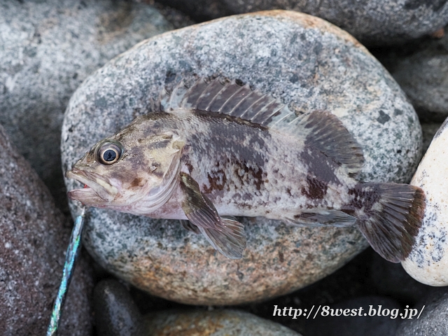 19 第ニ十七回釣行 糸魚川 新 八ヶ岳西麓日記