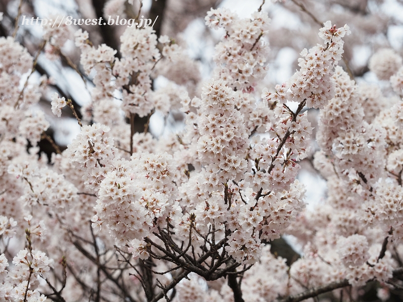 神代桜23