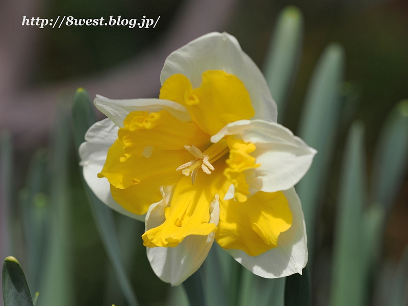 水仙8