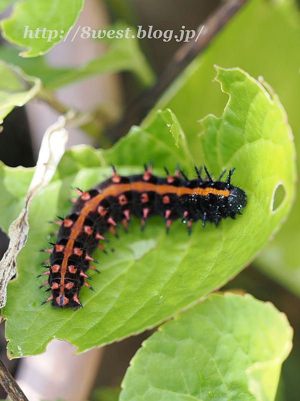 ツマグロヒョウモン