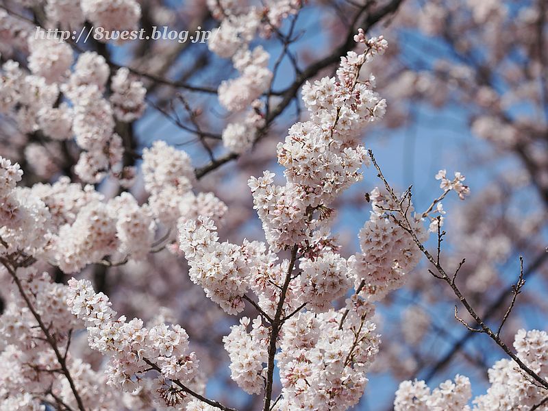 神代桜06