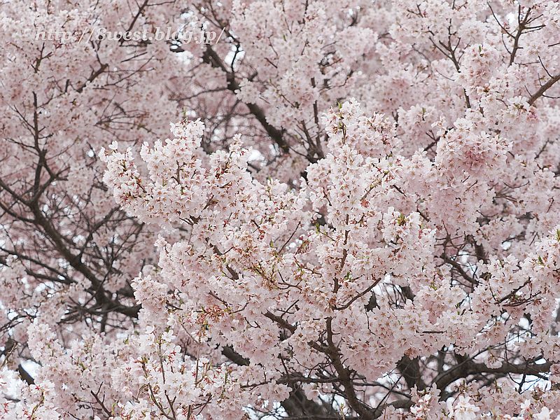 高遠小彼岸桜05