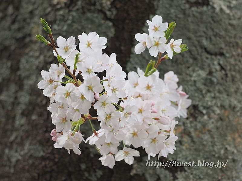桜14