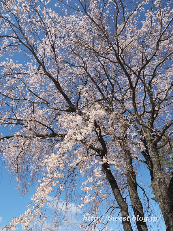 葛窪枝垂桜12