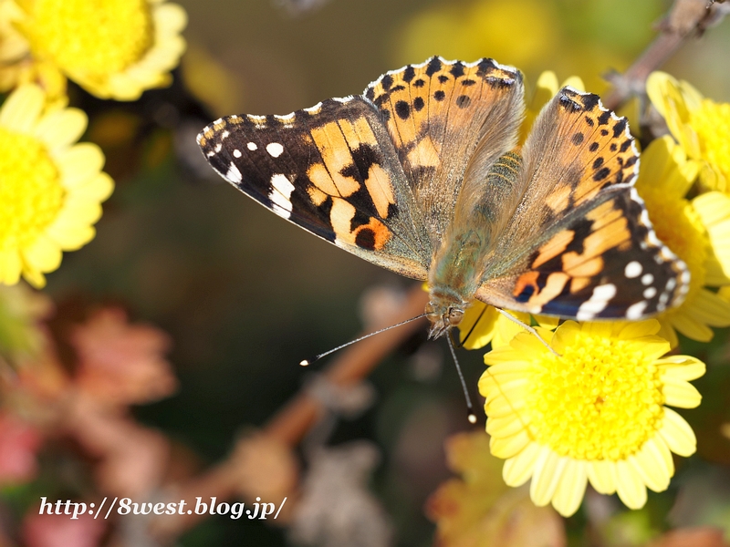 ヒメアカタテハ7