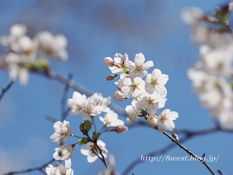 桜7