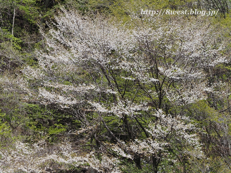 霞桜7