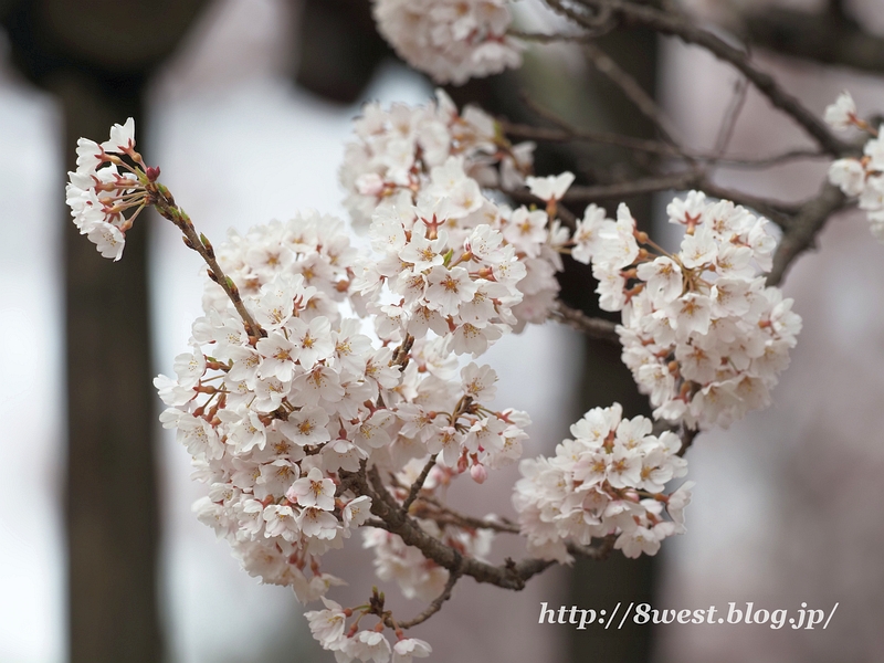 神代桜28