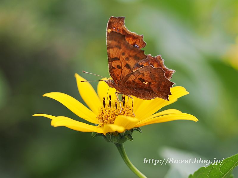 キタテハ4