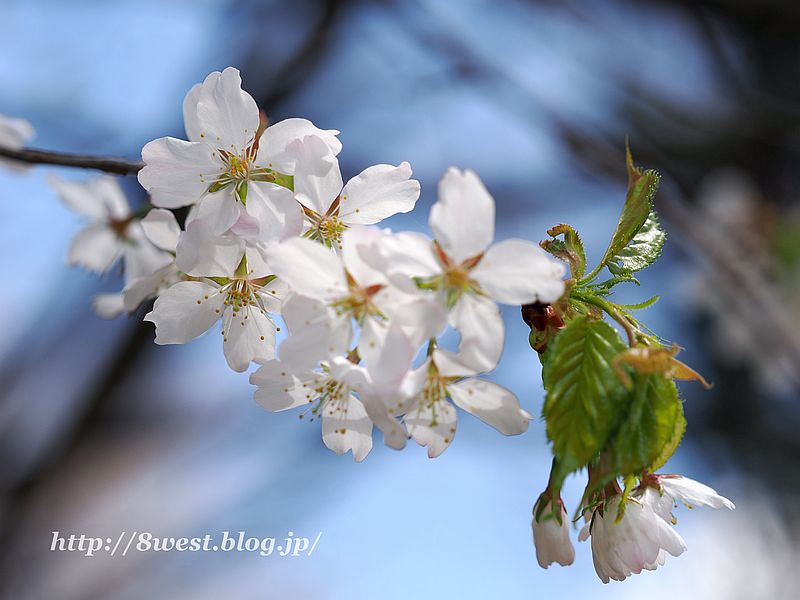 霞桜4