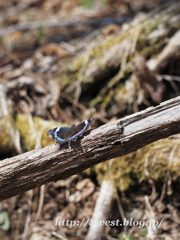 ルリタテハ1