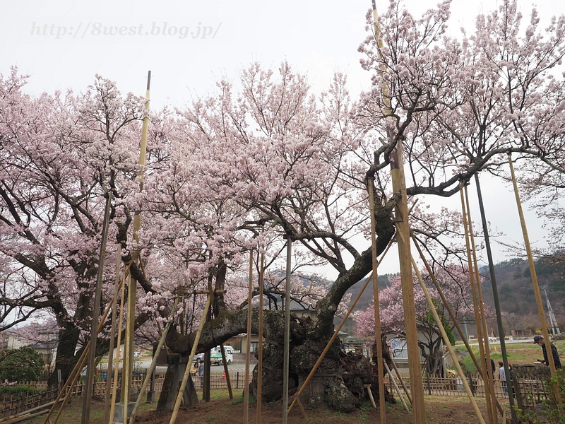 神代桜08