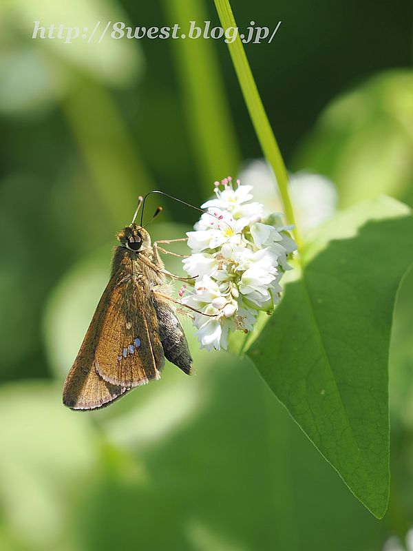 イチモンジセセリ