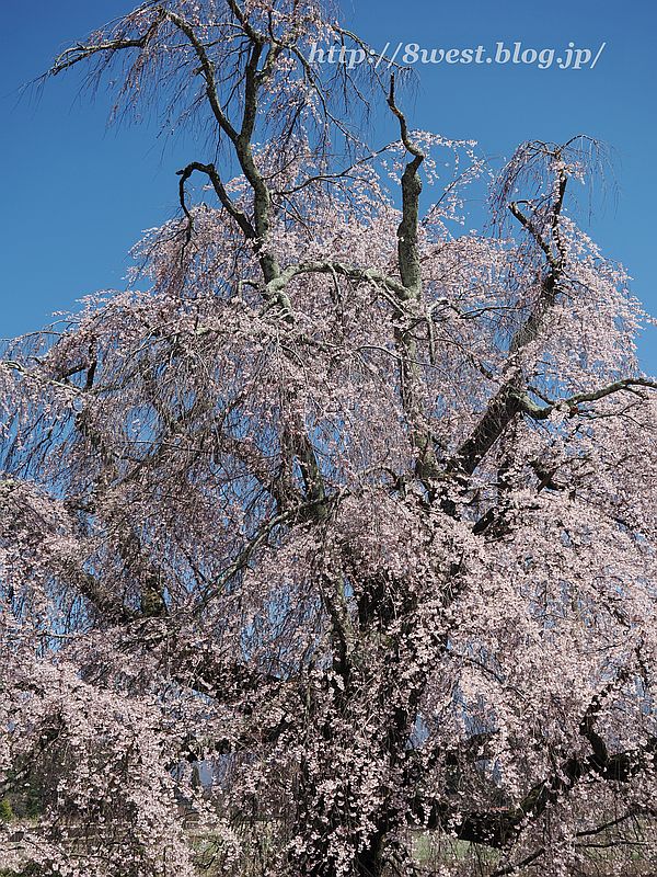 祖霊桜2