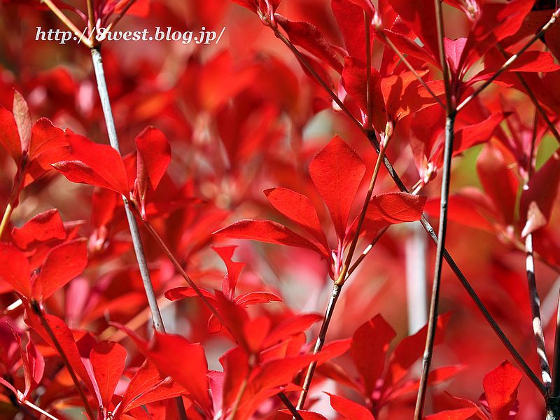 ドウダンツツジ