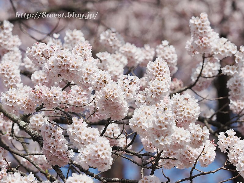 神代桜23