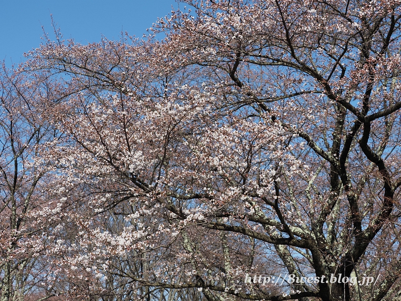 桜01