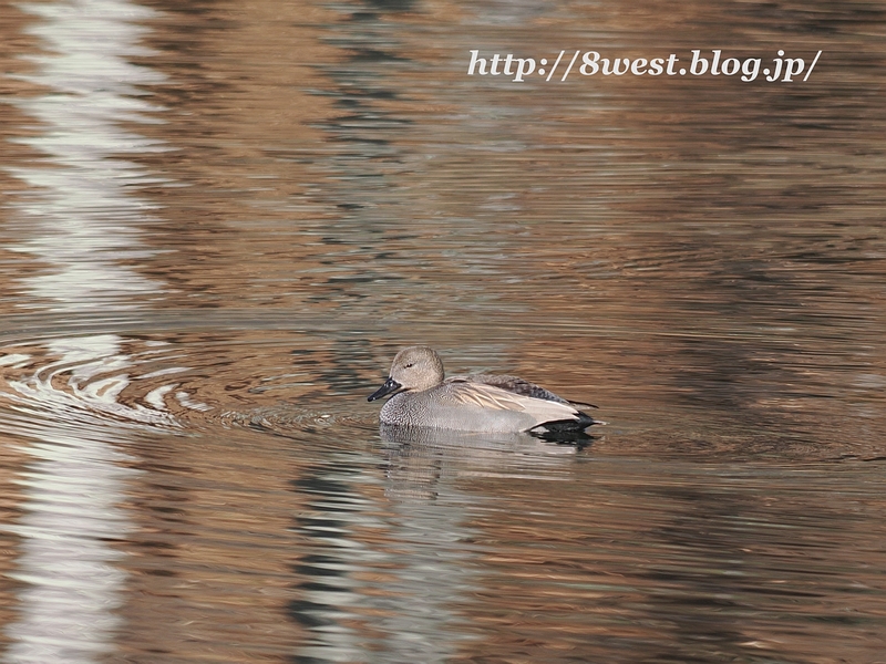 オカヨシガモ03