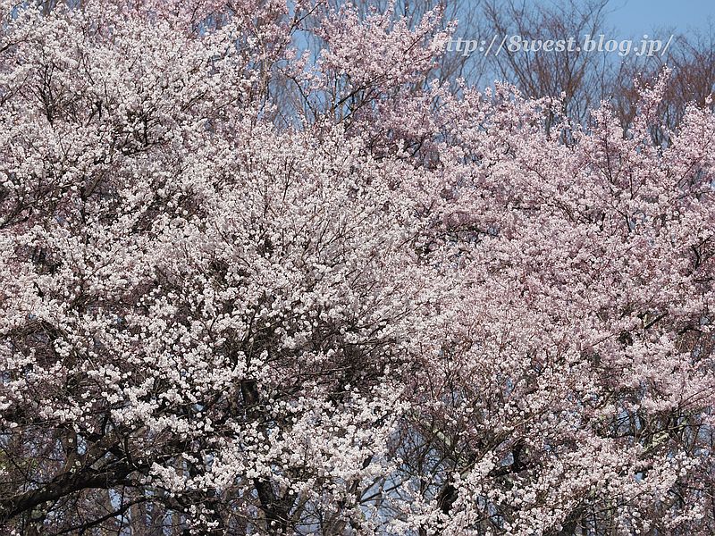 桜14