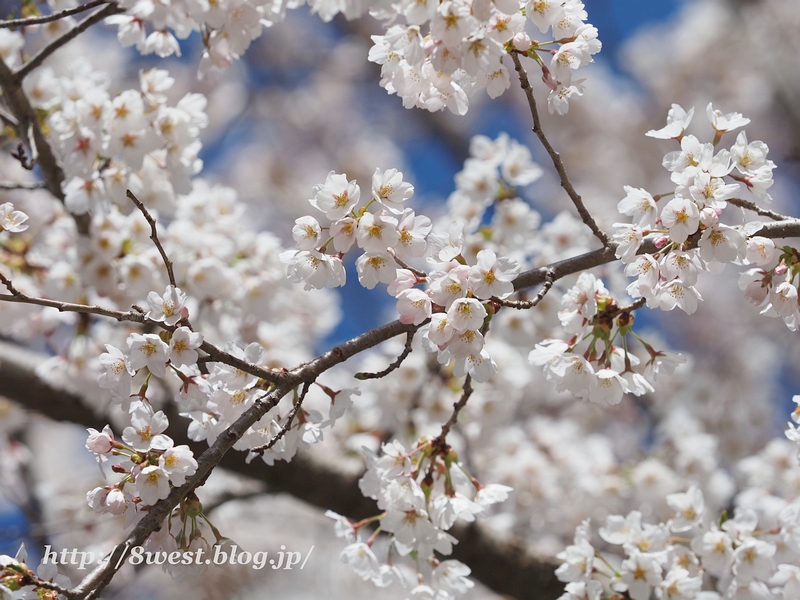 桜9