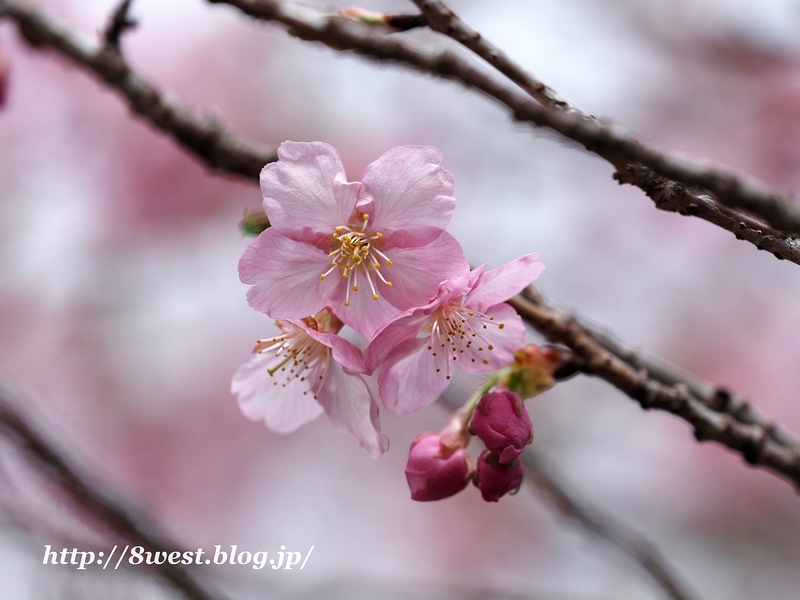 河津桜2