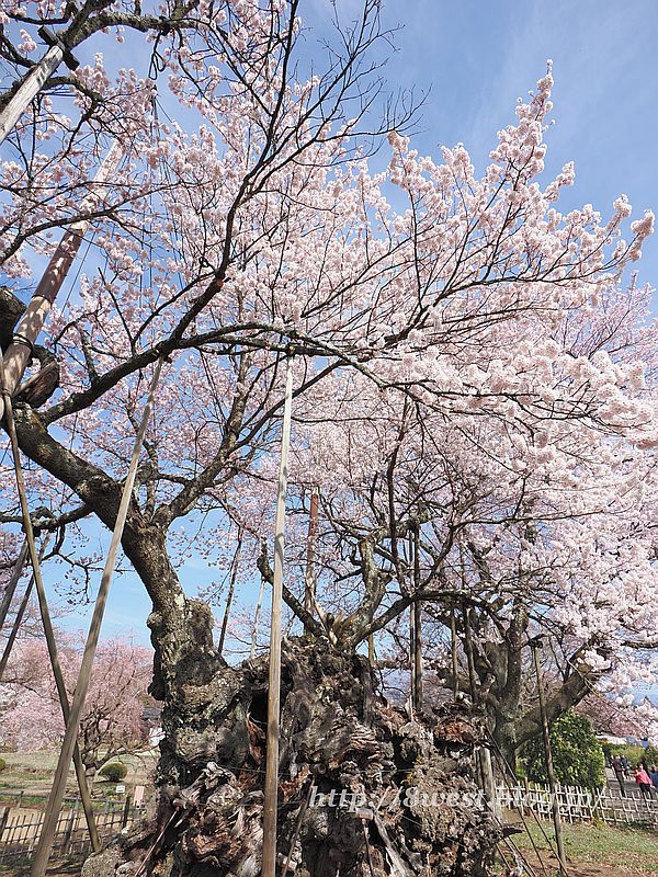 神代桜21