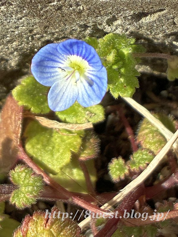 オオイヌノフグリ