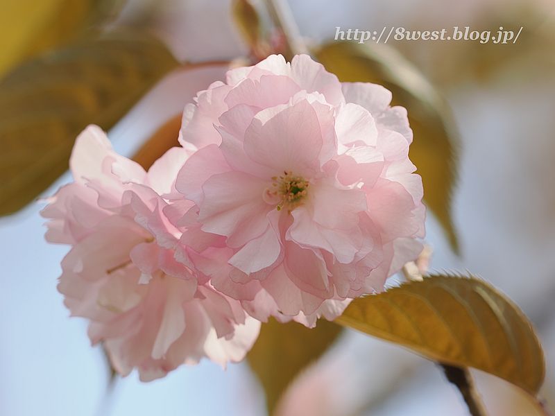 八重桜16