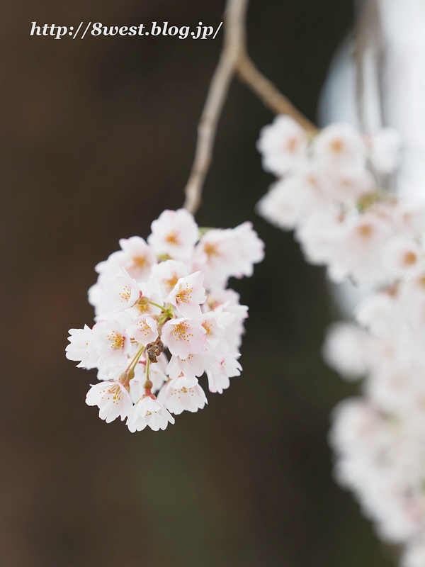 祖霊桜24